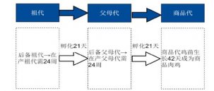 鸡肉疯狂涨价！餐企要如何应对？【重庆火锅底料批发】